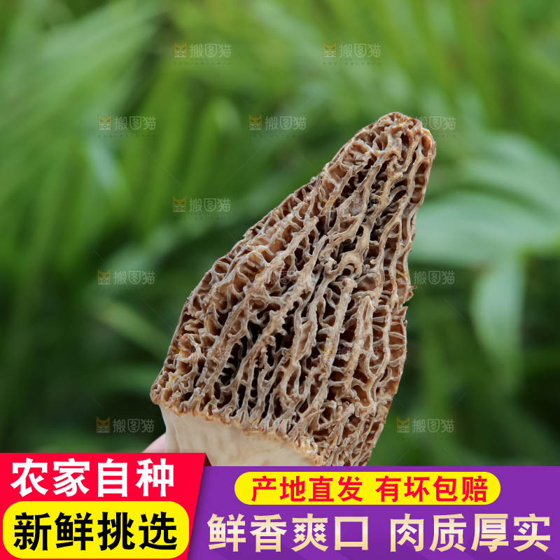 羊肚菌