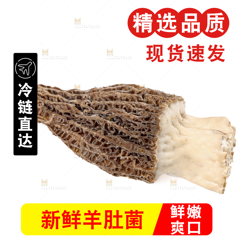 羊肚菌
