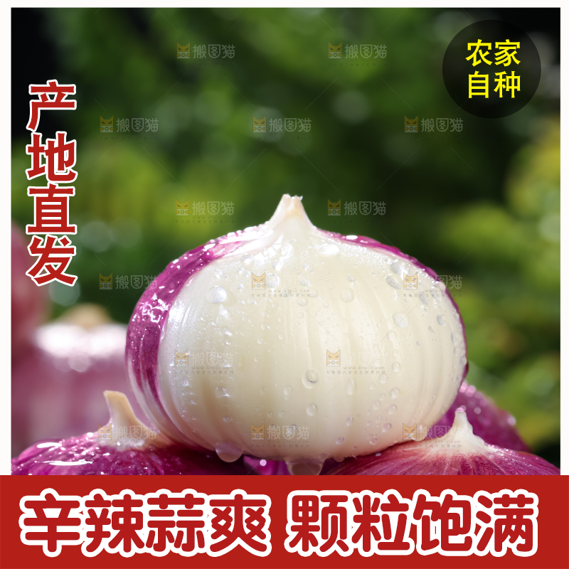 独头蒜