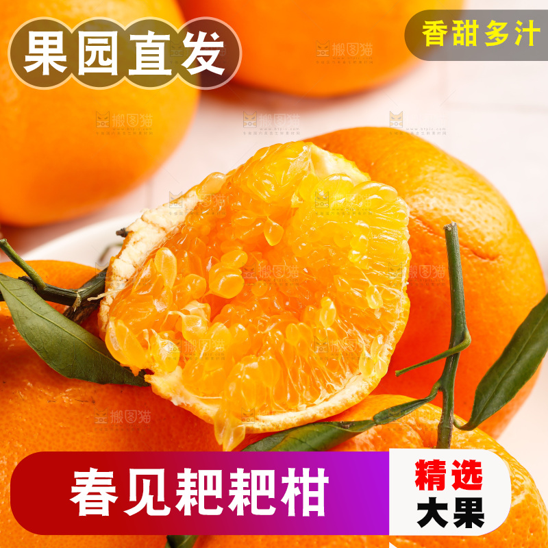 春见耙耙柑
