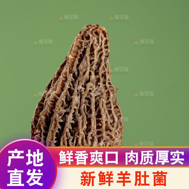 羊肚菌