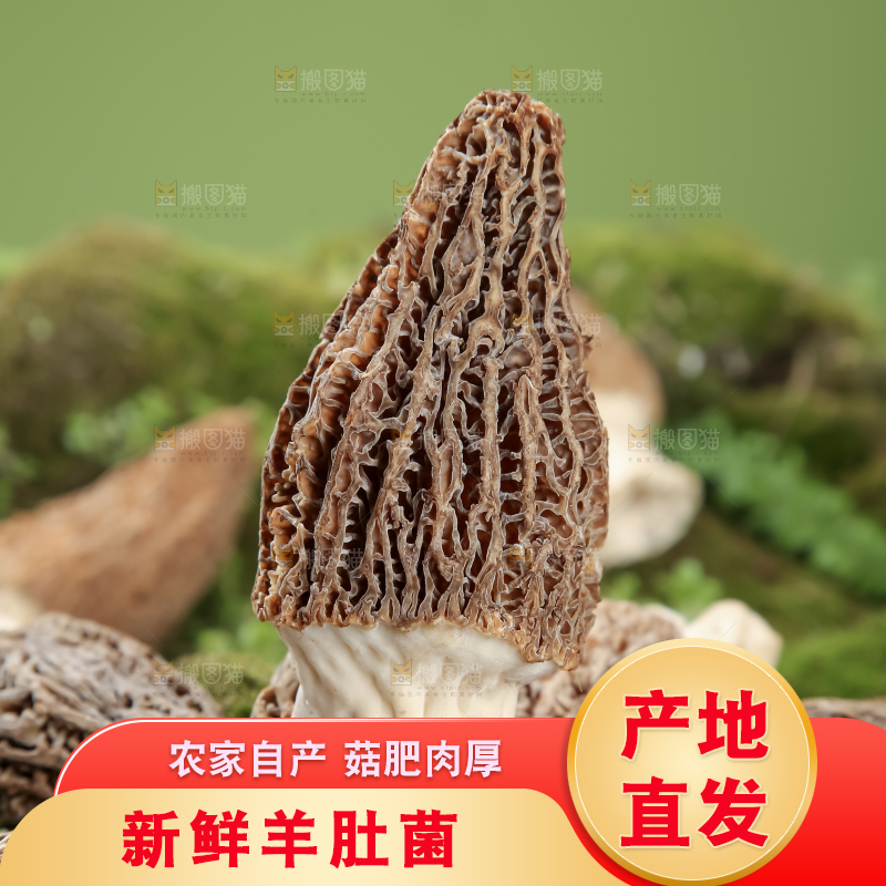羊肚菌