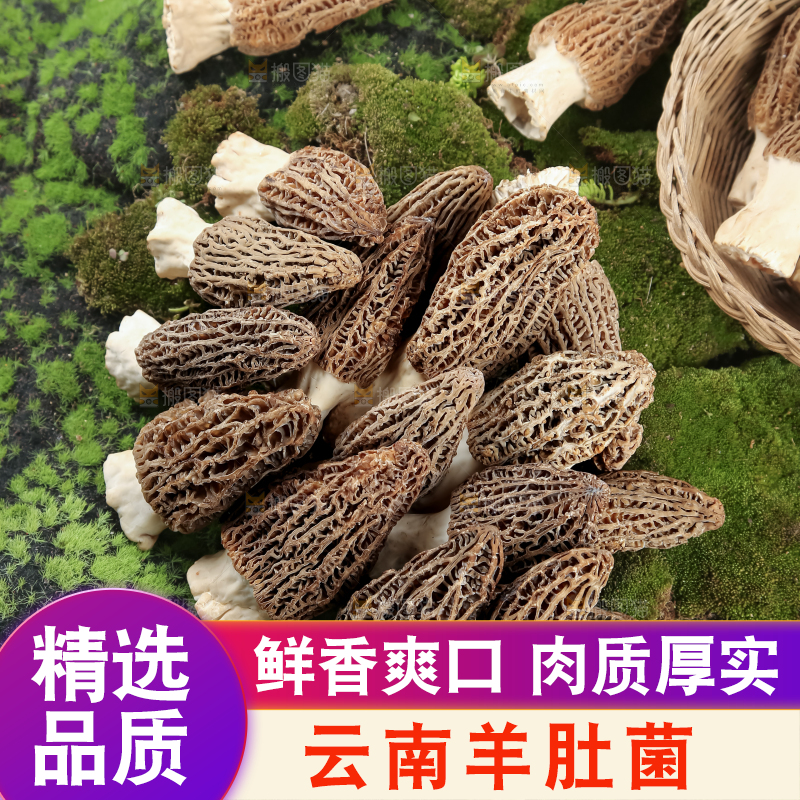 羊肚菌