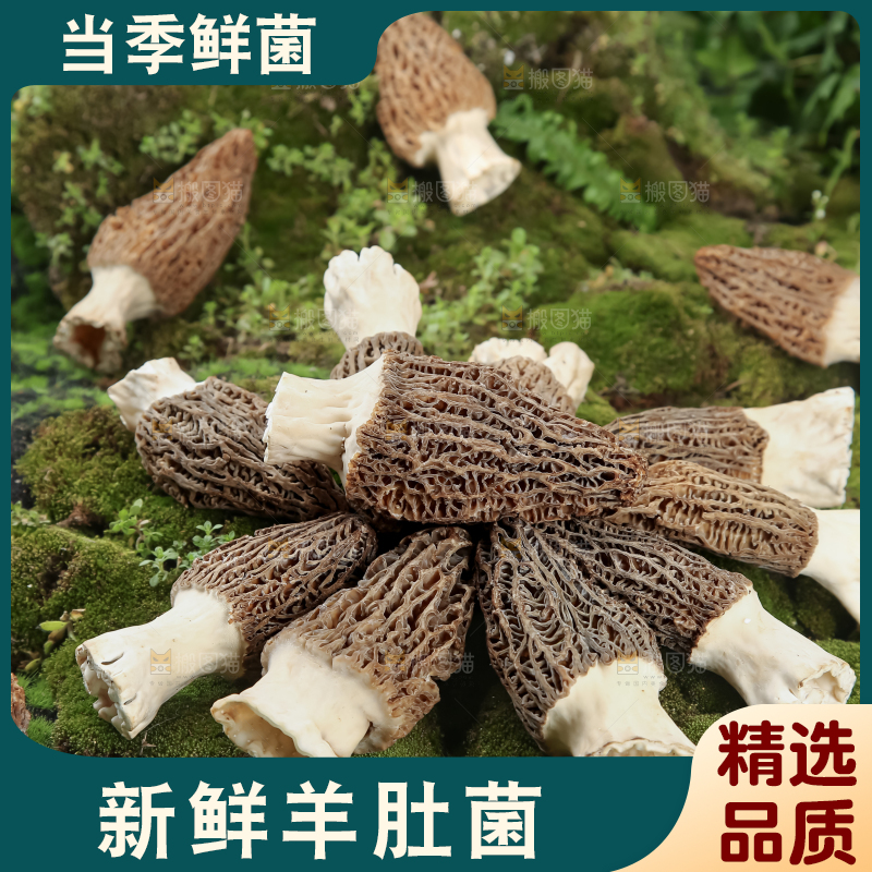 羊肚菌
