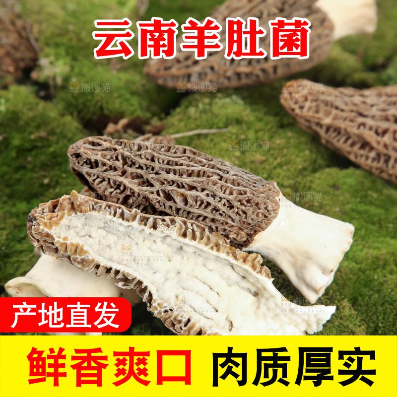 羊肚菌
