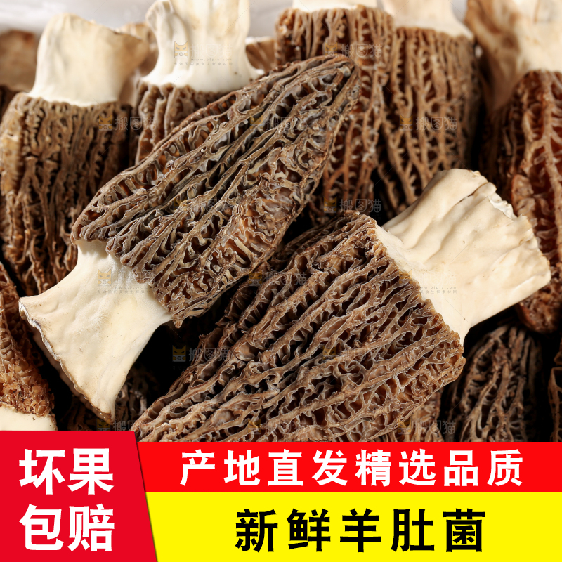 羊肚菌