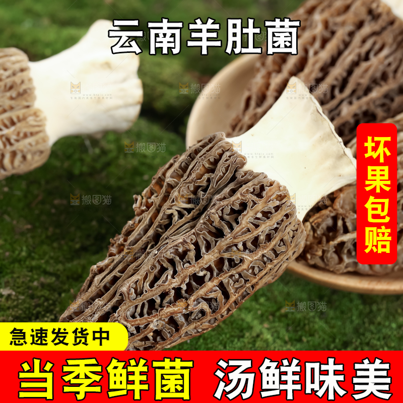 羊肚菌