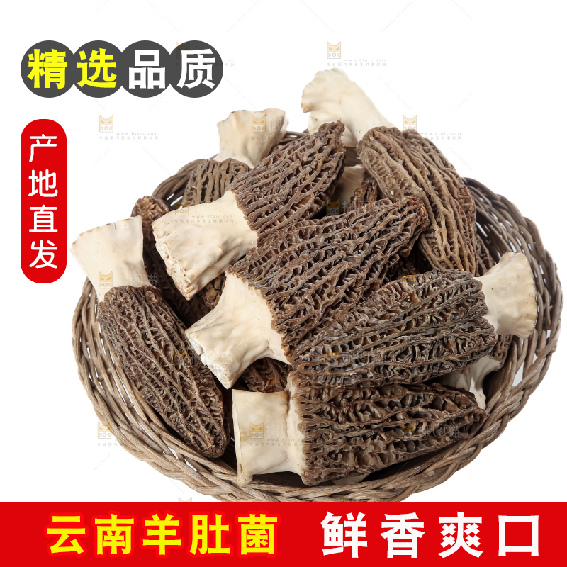 羊肚菌
