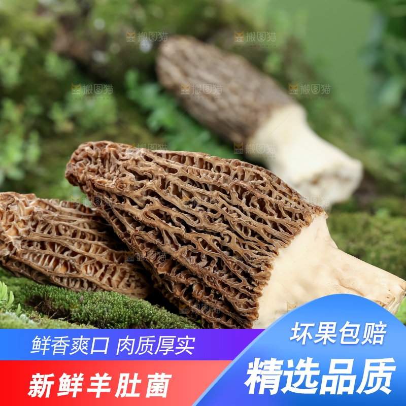 羊肚菌