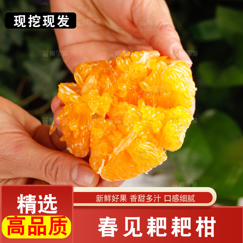 春见耙耙柑