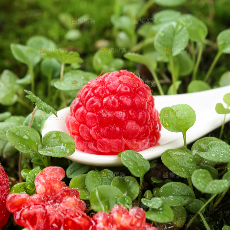 红树莓