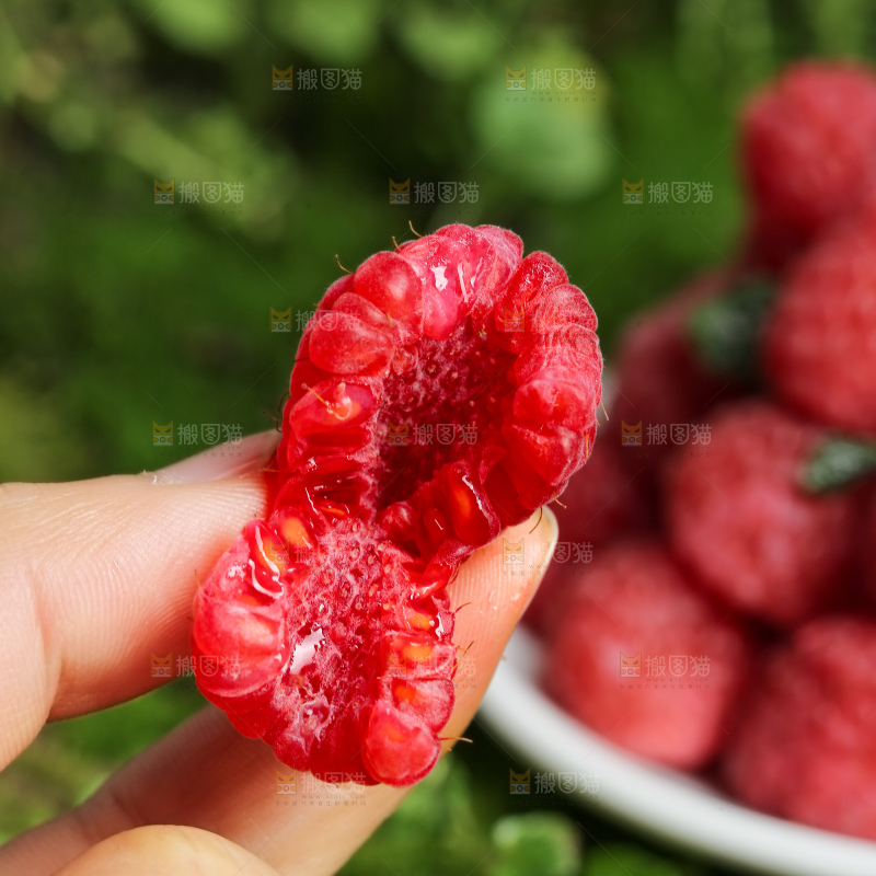 红树莓