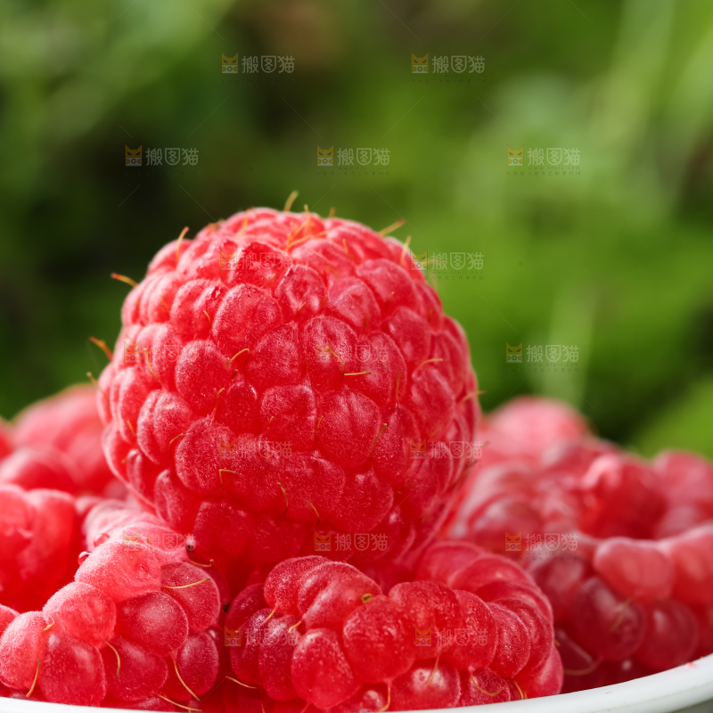 红树莓