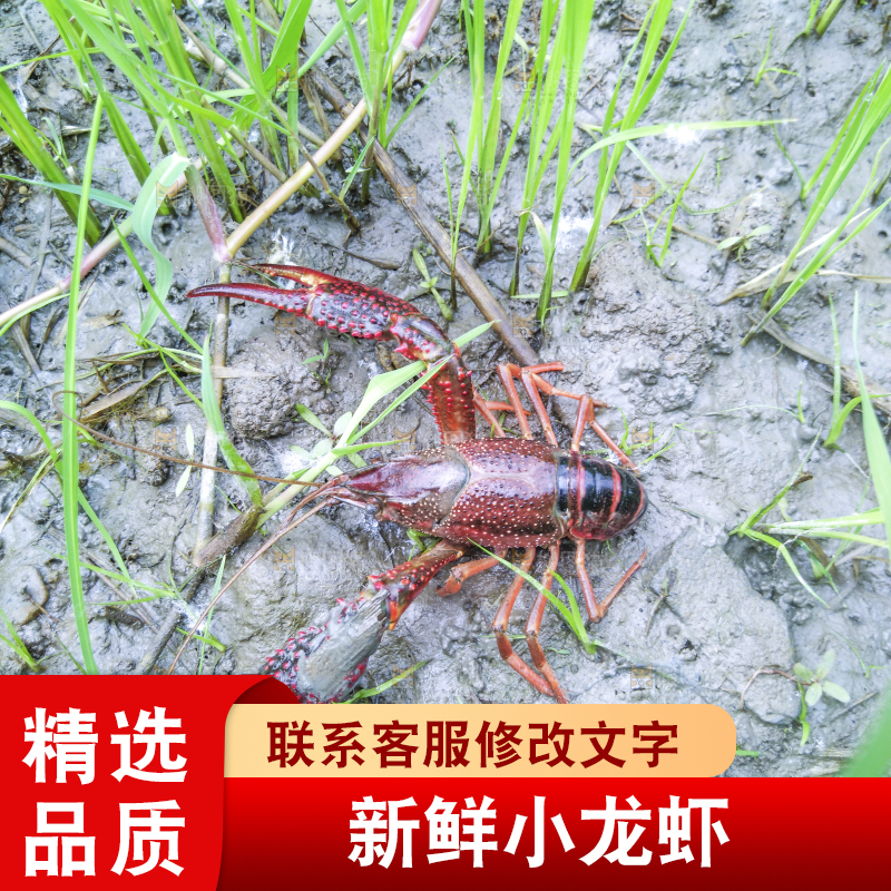 小龙虾