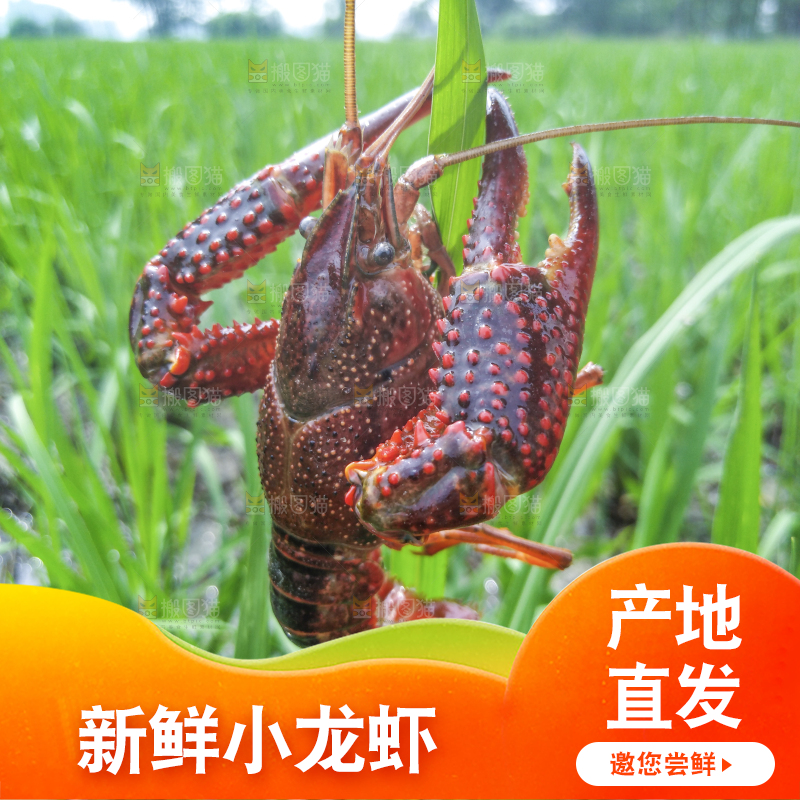 小龙虾