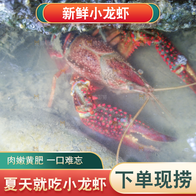 小龙虾