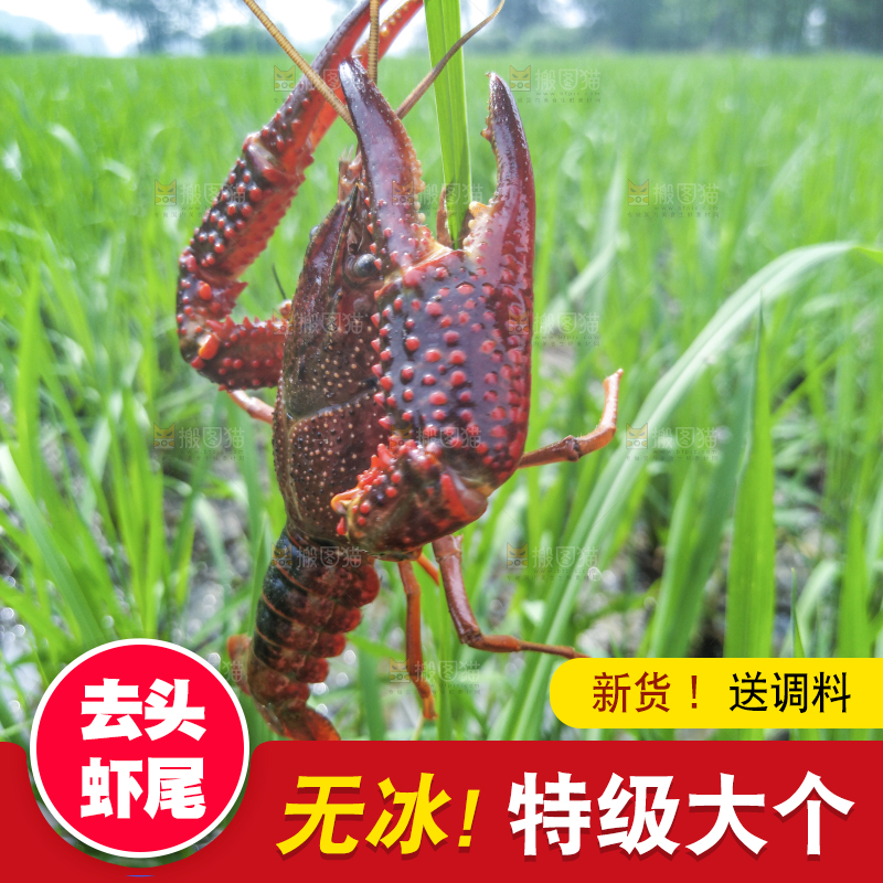 小龙虾