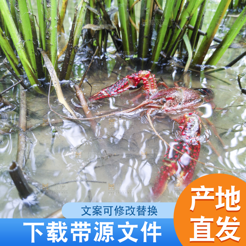 小龙虾