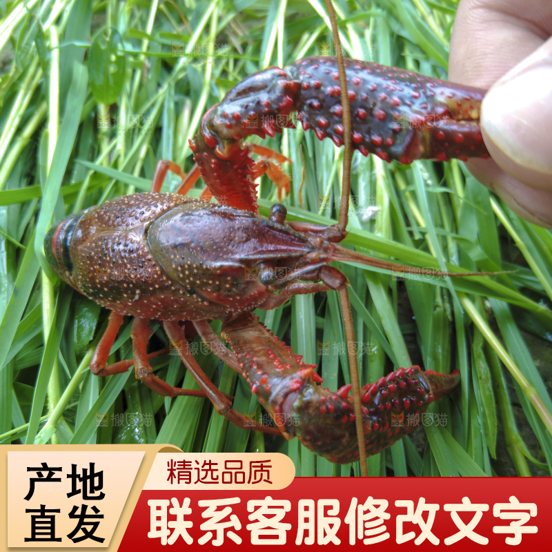 小龙虾
