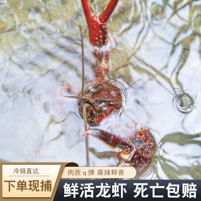 小龙虾