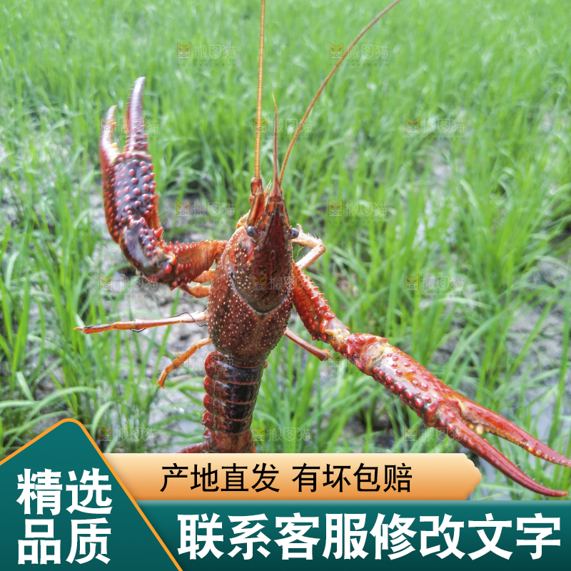 小龙虾