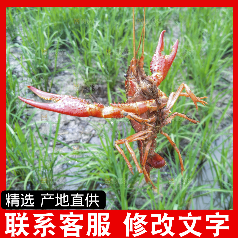 小龙虾