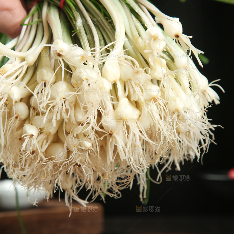 野葱