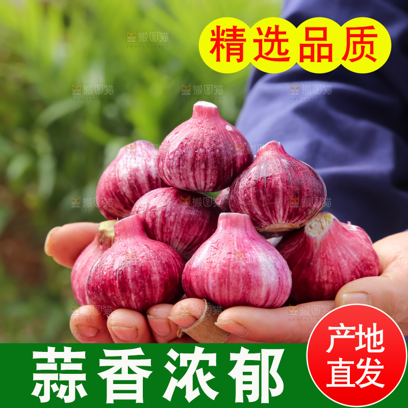 紫皮大蒜