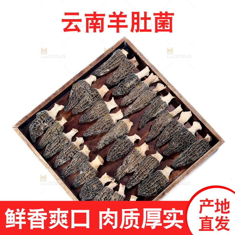 羊肚菌