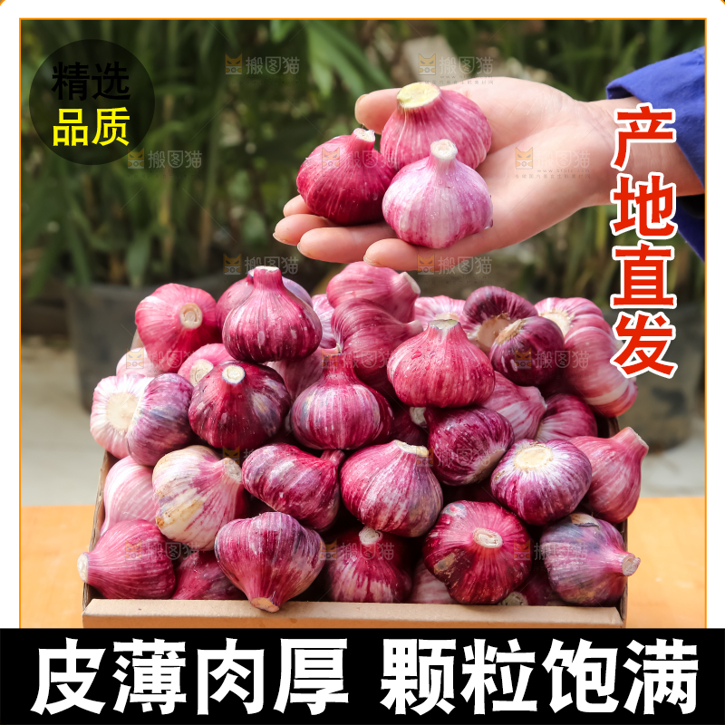 紫皮大蒜