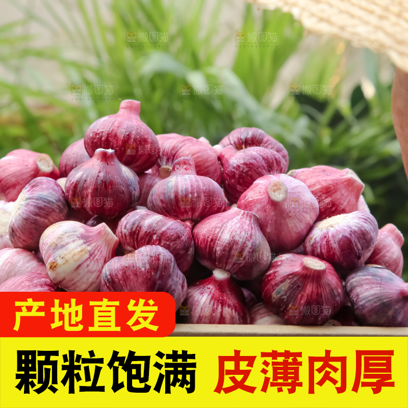 紫皮大蒜