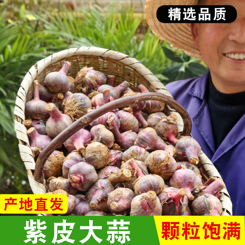 紫皮大蒜