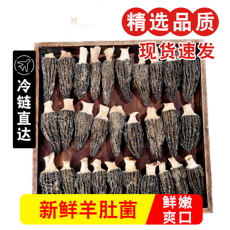 羊肚菌