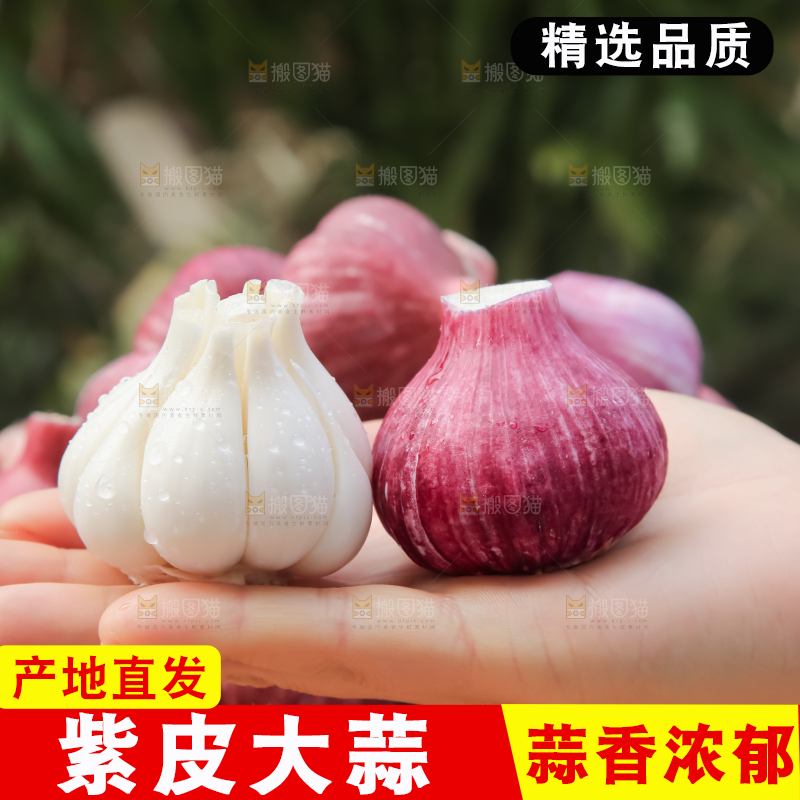 紫皮大蒜