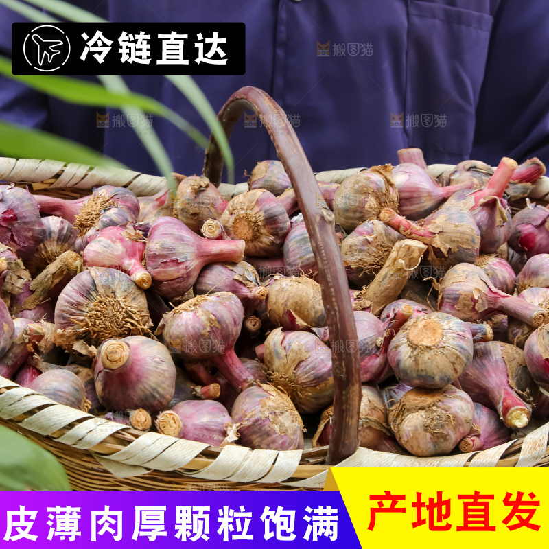 紫皮大蒜