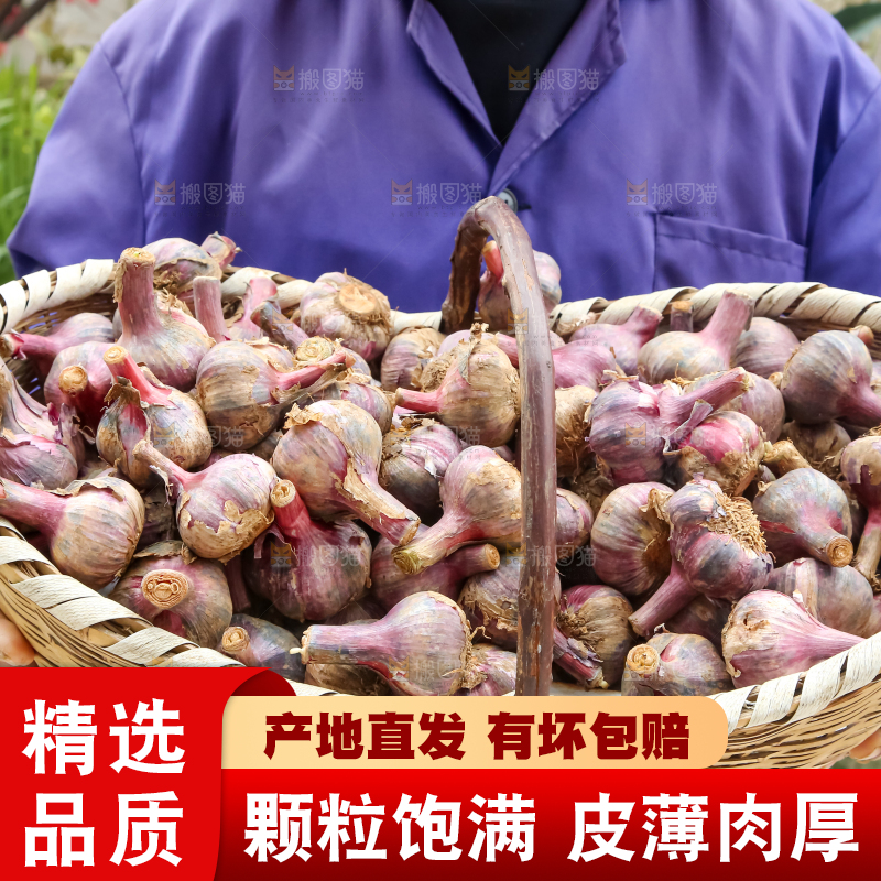 紫皮大蒜