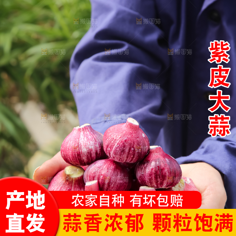 紫皮大蒜