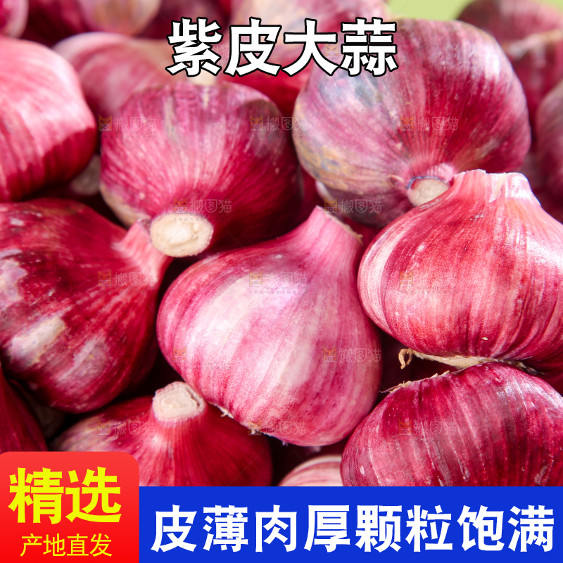 紫皮大蒜