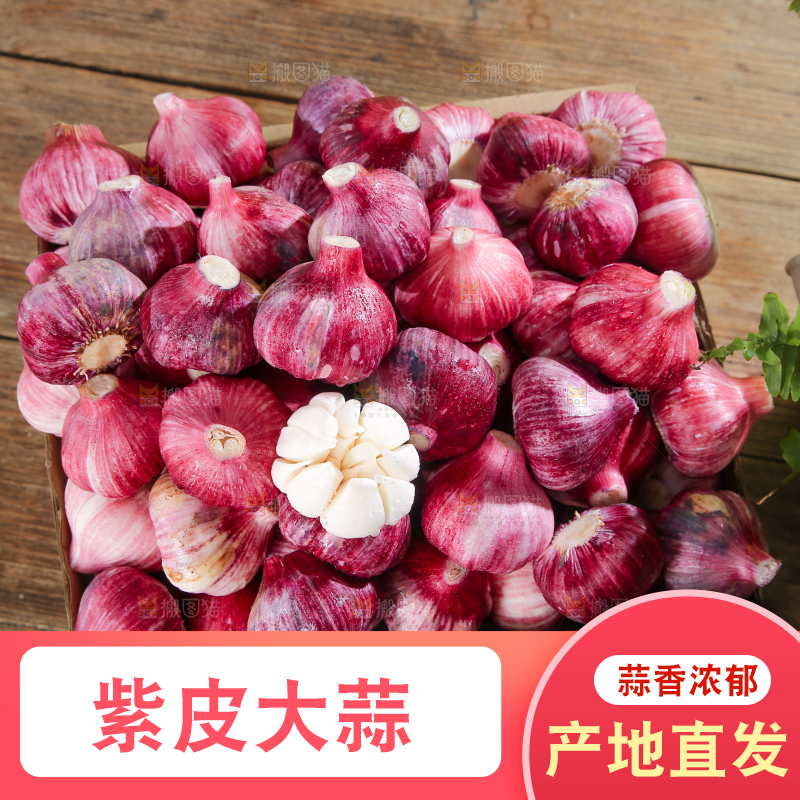 紫皮大蒜