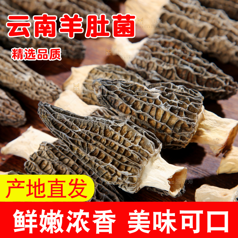羊肚菌