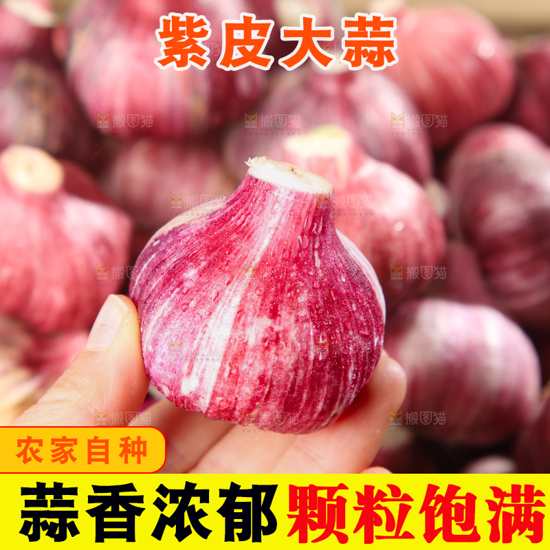 紫皮大蒜