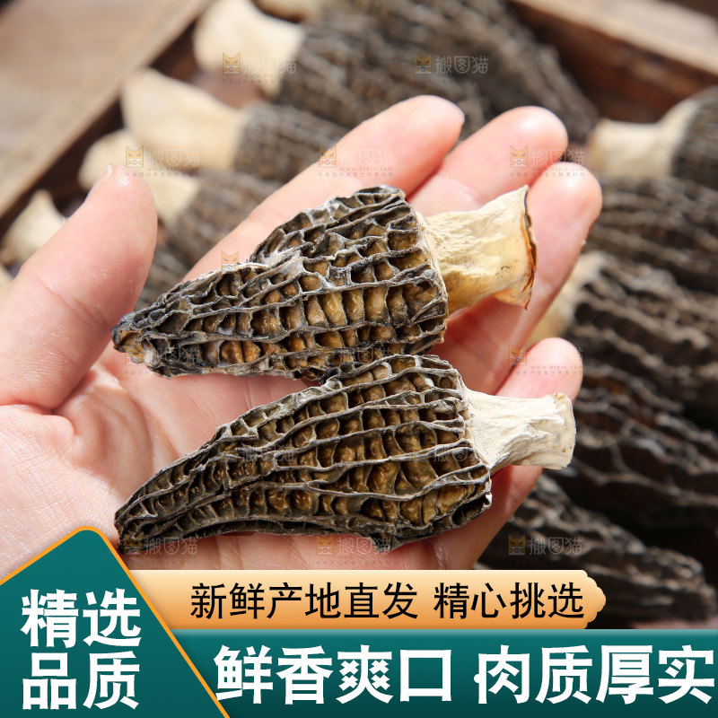 羊肚菌