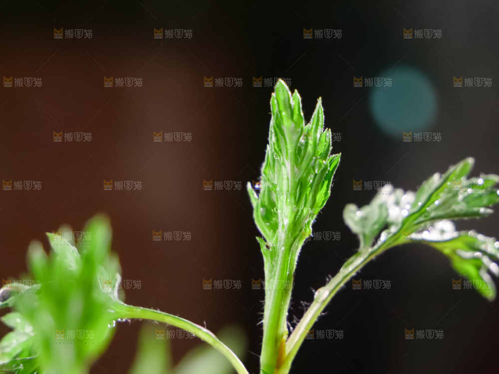 艾草