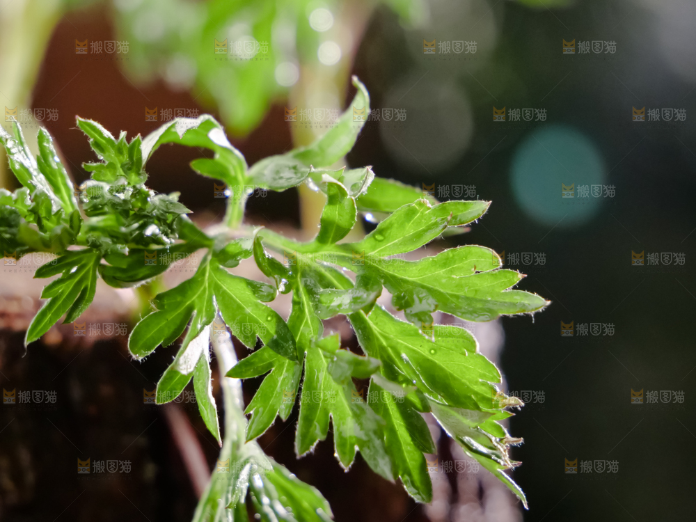 艾草