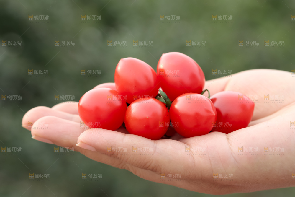 玲珑小番茄