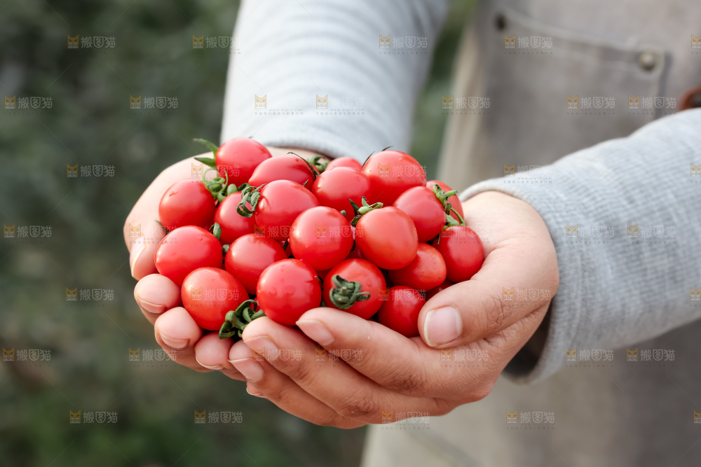 玲珑小番茄