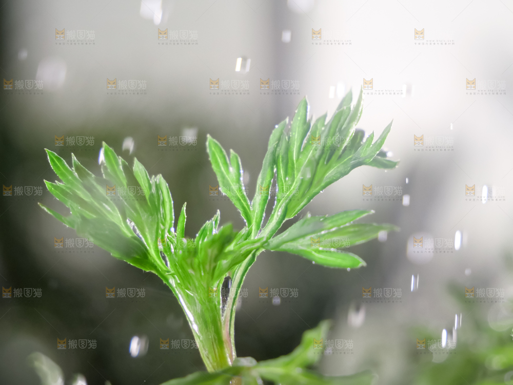 艾草
