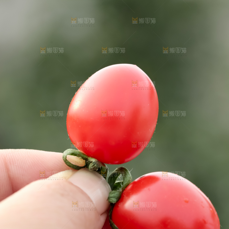 玲珑小番茄