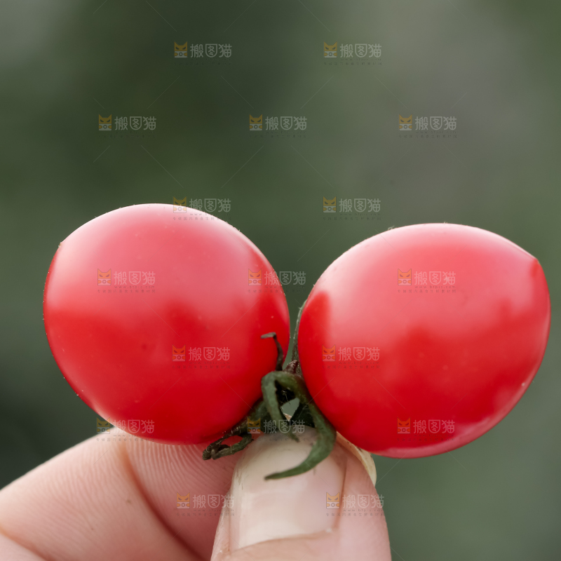 玲珑小番茄