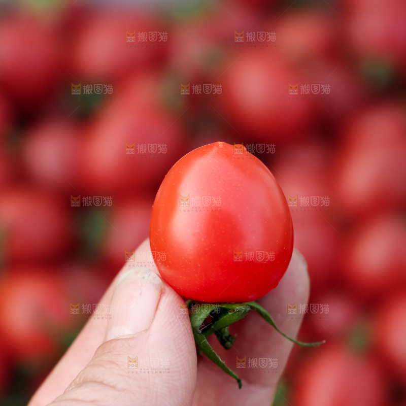 玲珑小番茄
